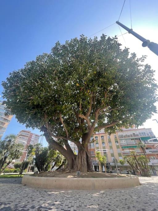 Inmejorable Ubicacion,70M Playa 70M Pueblo Lägenhet Benidorm Exteriör bild